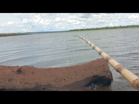 Primeira Pescaria após a piracema Só Gigantes tilapias