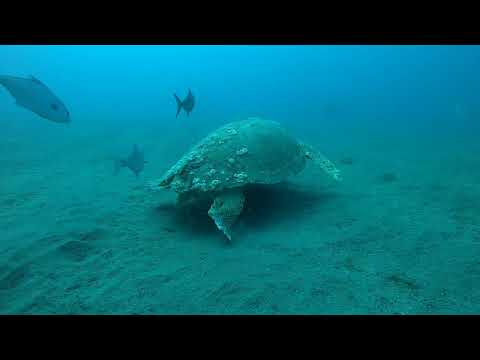 Turtle leaving, sharks & baitfish 11/1/25