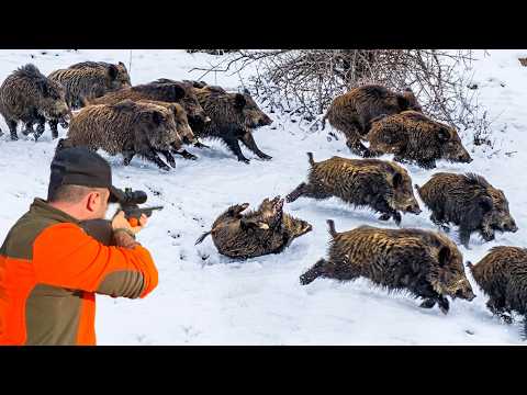 2026 YENİ MUHTEŞEM DOMUZ AVI, New Wild Boar Hunting