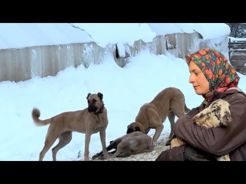YENİDEN KAR YAĞIŞI 15 KÖPEK BAKIMI ANNEMLE AKŞAM MENÜ