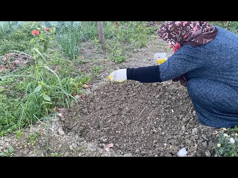 HATAY’DA KÖY HAYATI BAHÇE VİDEOSU