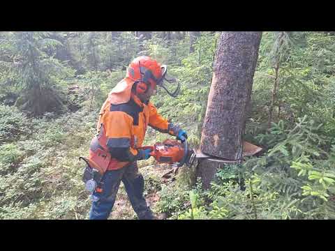 Faster Than a Harvester? Chainsaw Husqvarna 560 XP Extreme