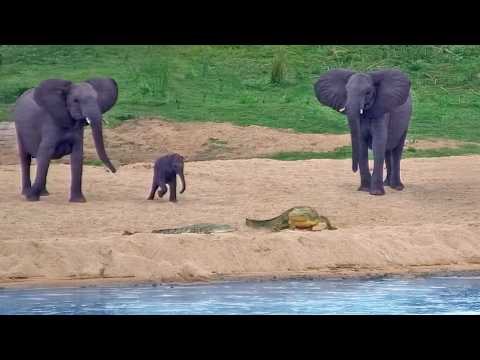 Elephant Herd Panics When Crocodiles Suddenly Move
