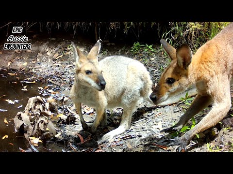 Summer Wildlife at a Seasonal Waterhole Australian Bush