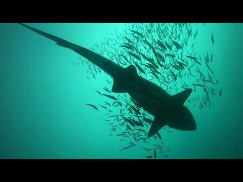 Sharks on the CaribeSea 9/16/26