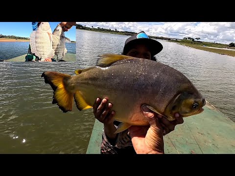 Só gigantes na varinha de bambu Pacu caranha tilápias