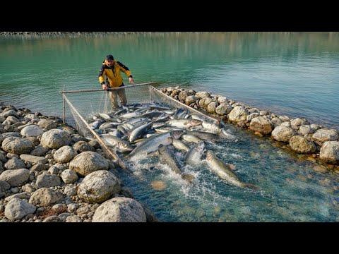 Catching Huge Fish in a Small Stream fish fishing