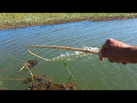 Pescaria era pra ser tucunare Mais os piau tava na ceva