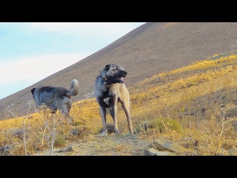 Sürüler yüzünde rahat gezemiyoruz kopekleri kandırmasaydım