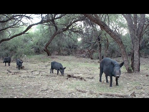 Arizona Feral Hogs Wow