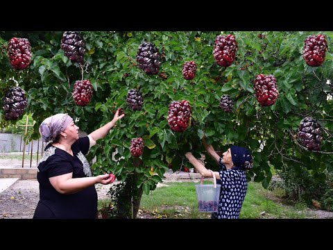 HARVESTING MULBERRY | MAKING FOR WINTER NATURAL MULBERRY