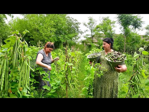Harvesting Fresh Beans from the Garden and Making Delicious