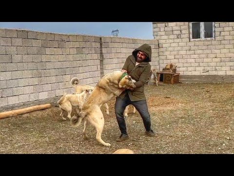 HIRÇODAN EŞEK ŞAKASI AYDININ ELİ YARALANDI--SARSILMAZ
