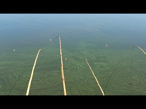 Pescaria Raiz de tilapias Gigantes usando bichinho uma