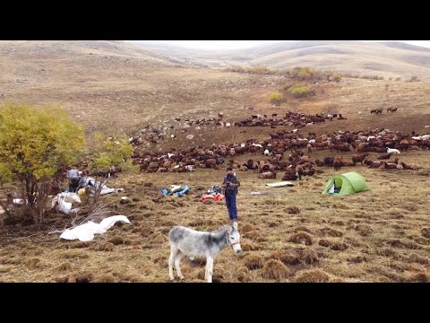 SONBAHAR GÖÇ YOLCULUĞU BAŞLADI - YOLA ÇIKINCA KÖPEKLER
