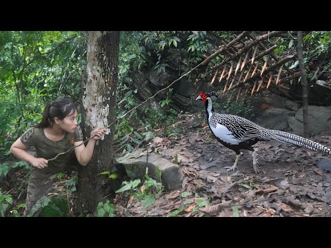 Rare wild pheasant discovered, emergency trap set to catch
