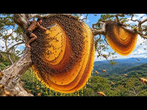 Perilous Wild Honey Harvesting Only the bravest dare to