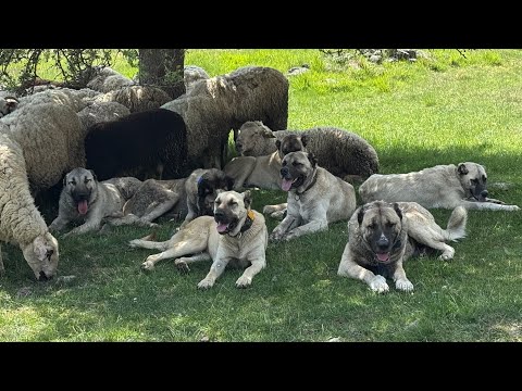 11 KÖPEKLE DAĞLARDA ÇOBANLIK