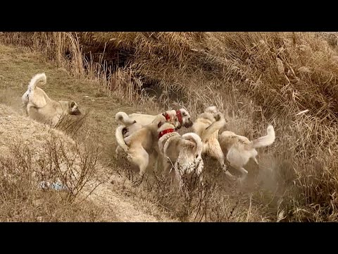 YETİŞMESEM ÖLDÜRECEKLERDİ —BU KOYUN YAVRU MU ATACAK?