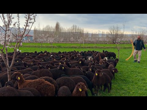 KUZULAR ANTRENMANLARA BAŞLADI- SON GÜNLER