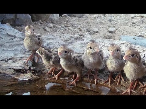 Life at a little pond in the Arizona Desert (Close-Ups on