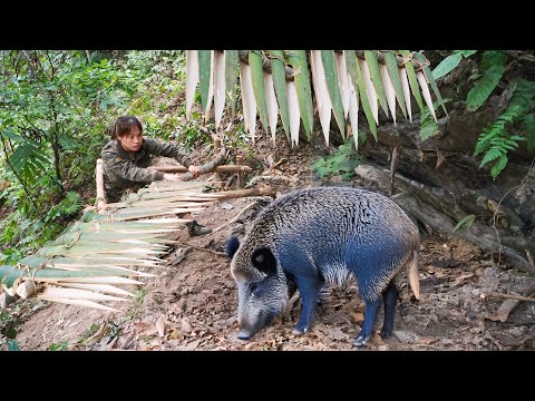New traces of wild boar discovered, wild boar trapping