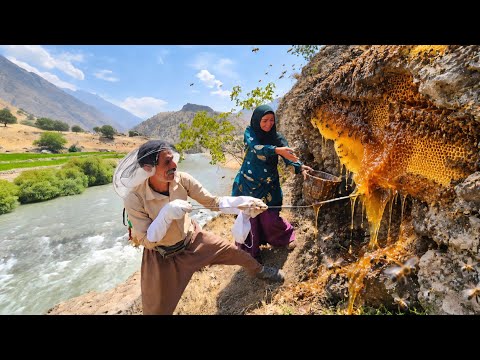 Harvesting the largest mountain honey by a nomadic couple