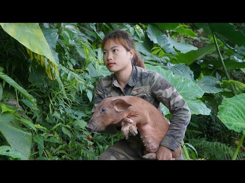 Detect and track wild boar footprints, set traps, and