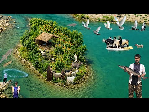 Why Are These Goats Crossing a Wild River by Boat?