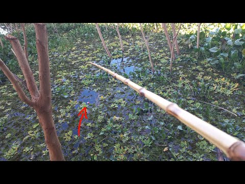 Pescaria caipira no Rio turvo que força absurda esse peixe