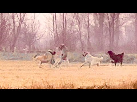 PUSU KURMUŞLAR—DİŞİ KUZULAR KOÇA GELİYOR