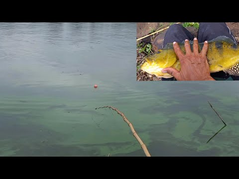 Ainda bem que existe câmera olha os Gigantes do Rio turvo
