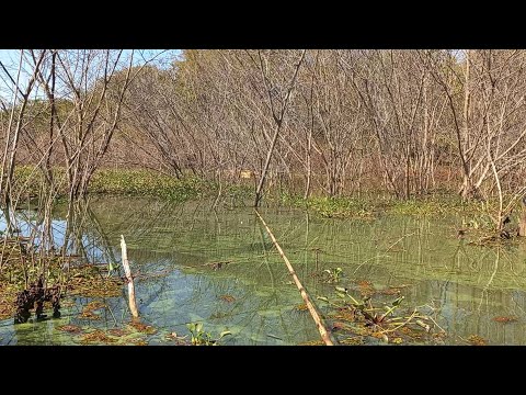 Pescaria caipira no Rio marinheiro as Brutas estava