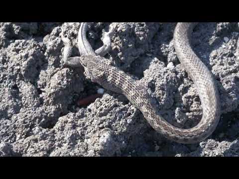 GALAPAGOS RACER SNAKE - Captures, Constricts, Consumes a