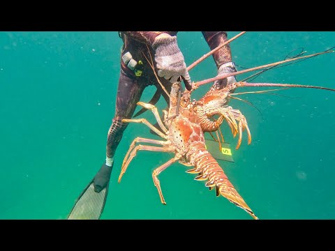 LOBSTER hunting on the Trinidad's North Coast