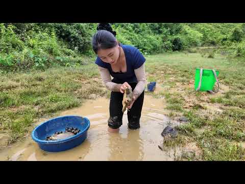 Harvesting Catching Turtle Mud Pond & Go to Market Sell