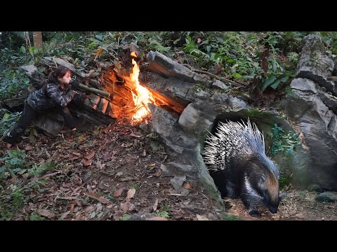 Detecting traces of wild hedgehogs, setting traps to catch