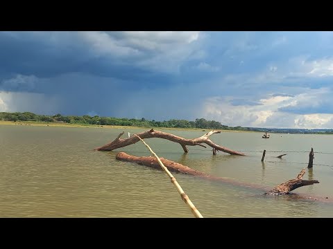 Pescaria de tilápias selvagens e um cardume enorme de