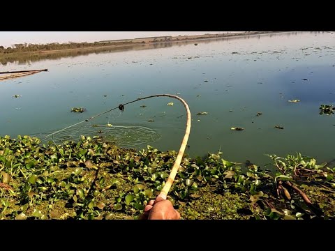 É incrível ver a bóia afundar eo bambu envergar só as