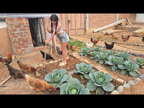 ​Cultivando col en mi casa de campo: El secreto para una