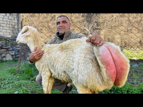 Roast A Big Lamb on a Spit Azerbaijani Cuisine in the