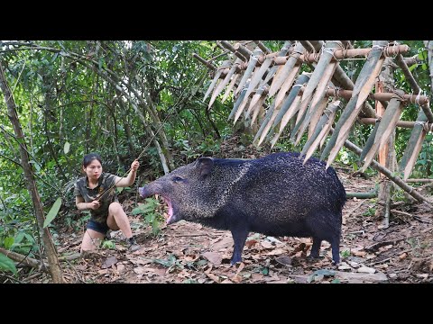 tracking, wild boar, wild boar trapping skills, survival