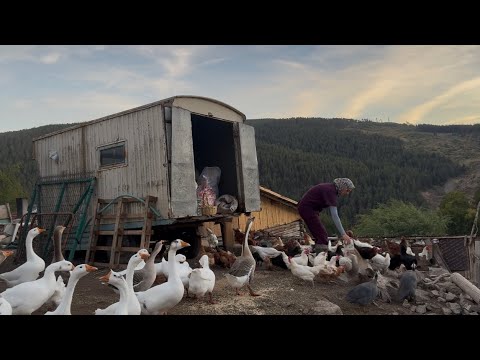 YENİ KÖPEK/YENİ AT/ DAĞ KÖYÜNDE YAŞAM