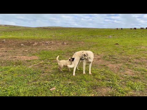 YENİ ENİK SERT ÇIKTI - KOYUN KUZU AYRILDI
