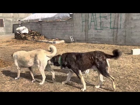 SARSILMAZ KIZANA GELİYOR KÖPEKLER ÜSTÜNLÜK MÜCADELESİNE