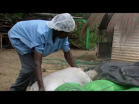 Zimbabwe, le combat contre un nouveau fléau