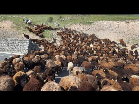 YOLA ÇIKTIK SICAKLAR BAŞLADI- GECE ASFALTA KORKUNÇ KAZA