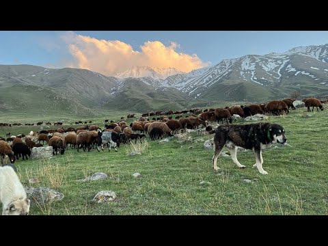 AĞRI DAĞINDA İLK GÜNÜM --YAĞMURDAN SONRA KOYUNLARA TUZ