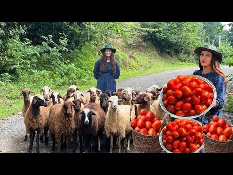 Transform Organic Tomatoes into Fresh & Flavorful Homemade
