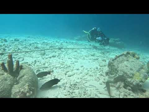 Hello Mr Octopus/ Bonaire 2026
